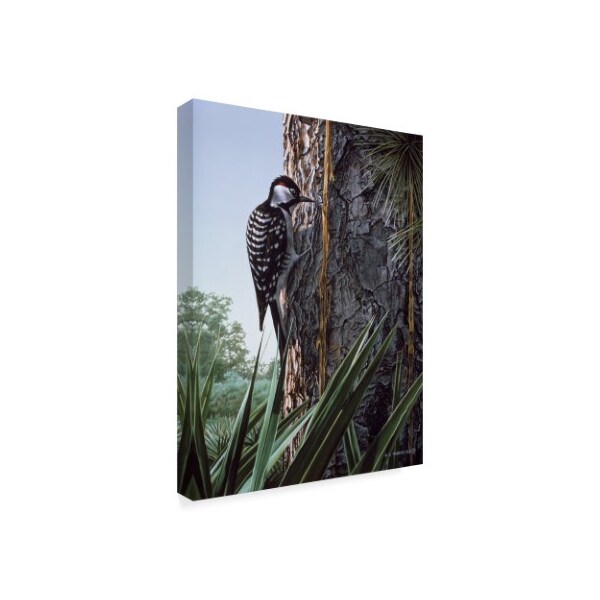 Ron Parker 'Red Cockaded Woodpecker' Canvas Art,35x47